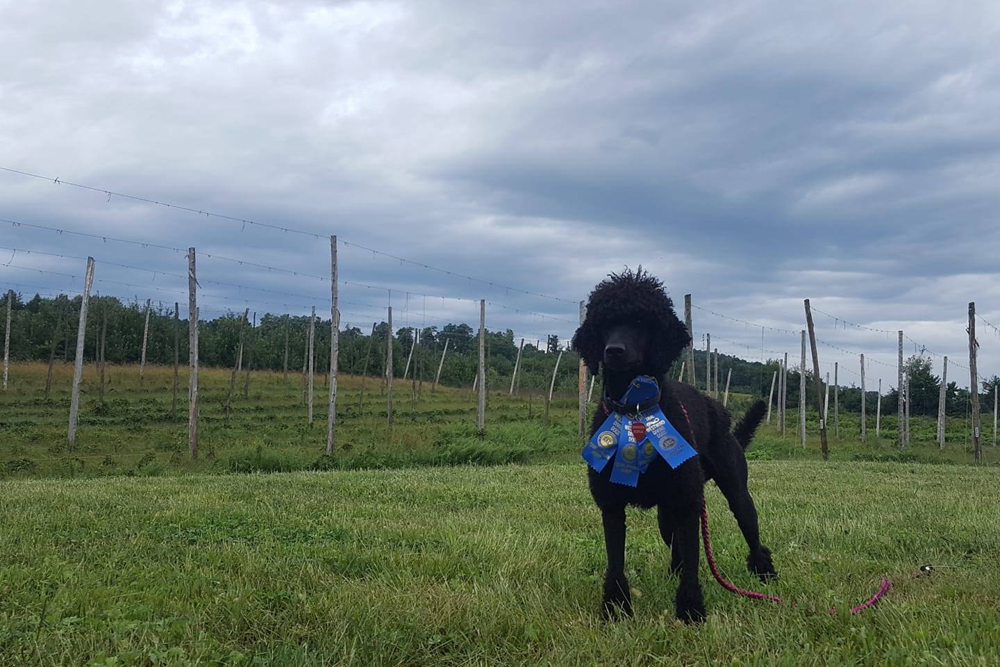 Waypoint Standard Poodles Conformation and Performance Excellence