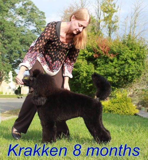 krakken4